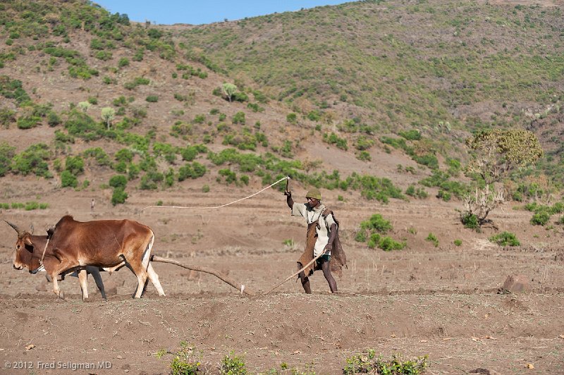 20120403_080019 Nikon D3 2x3.jpg - Farmer plowing using whip